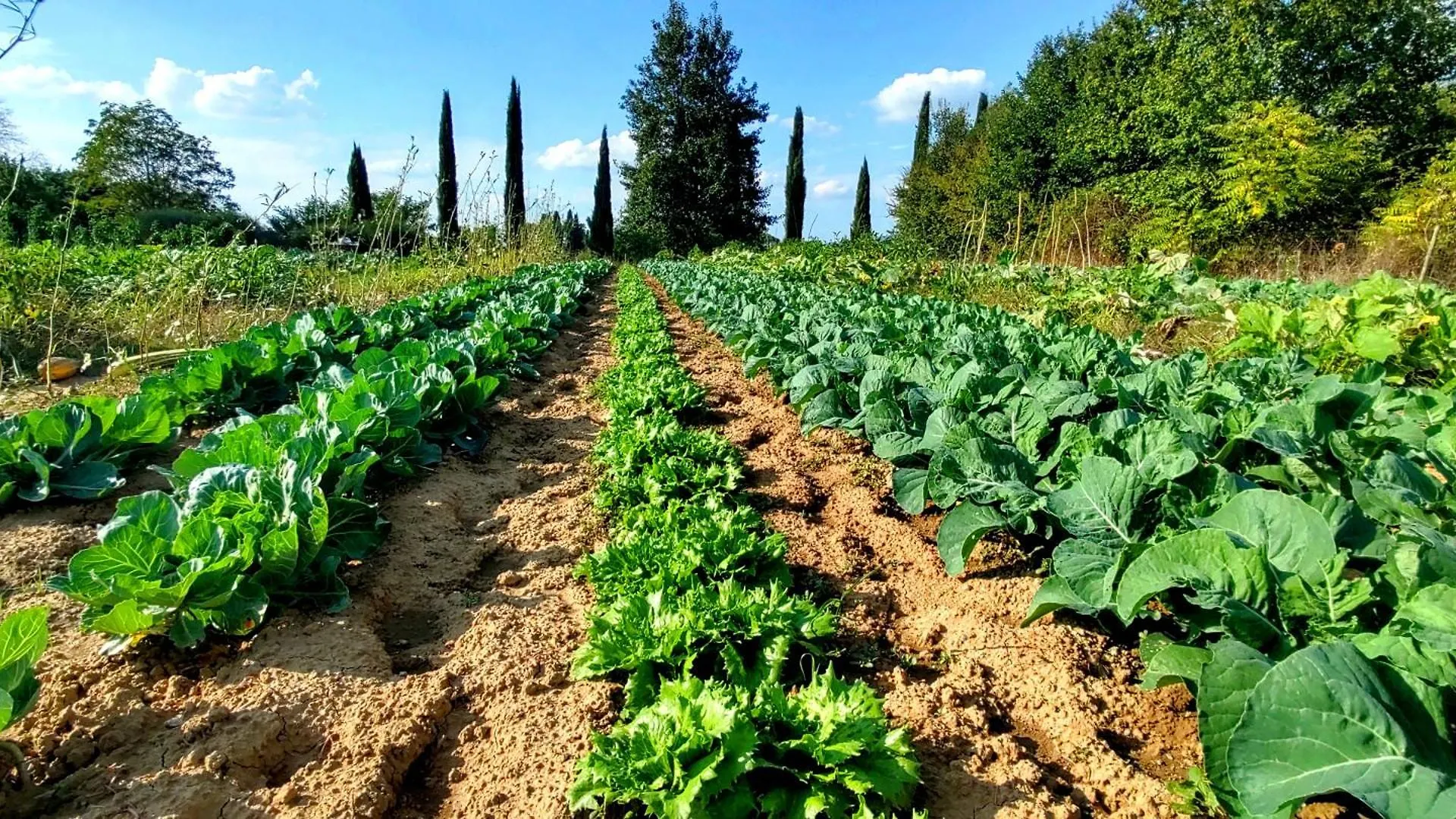 Agriturismo Il Pino - Bioagricoltura Monticello Italy