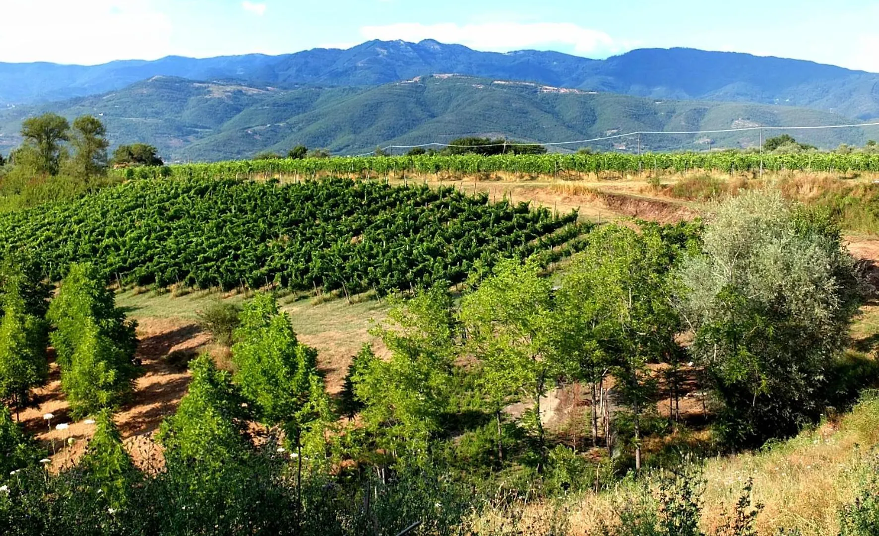 Agriturismo Il Pino - Bioagricoltura Monticello 0*,