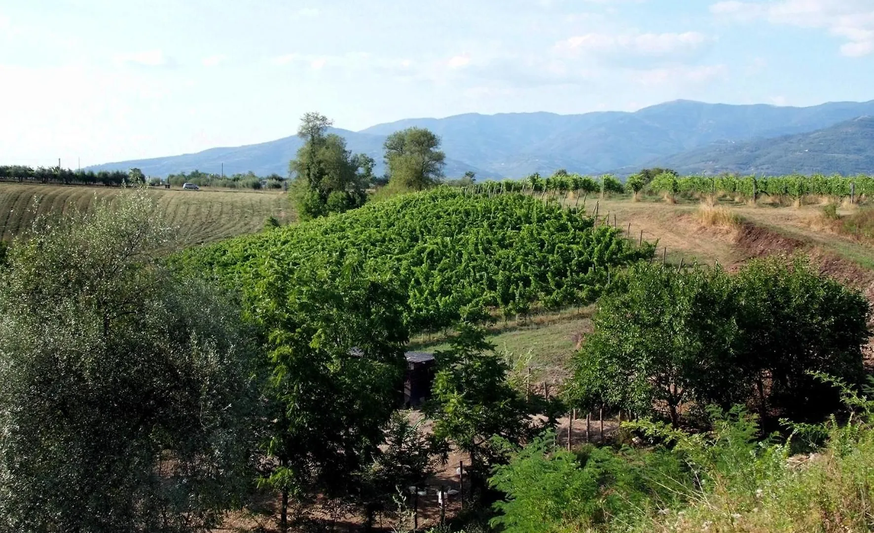 Agriturismo Il Pino - Bioagricoltura Monticello Farm stay