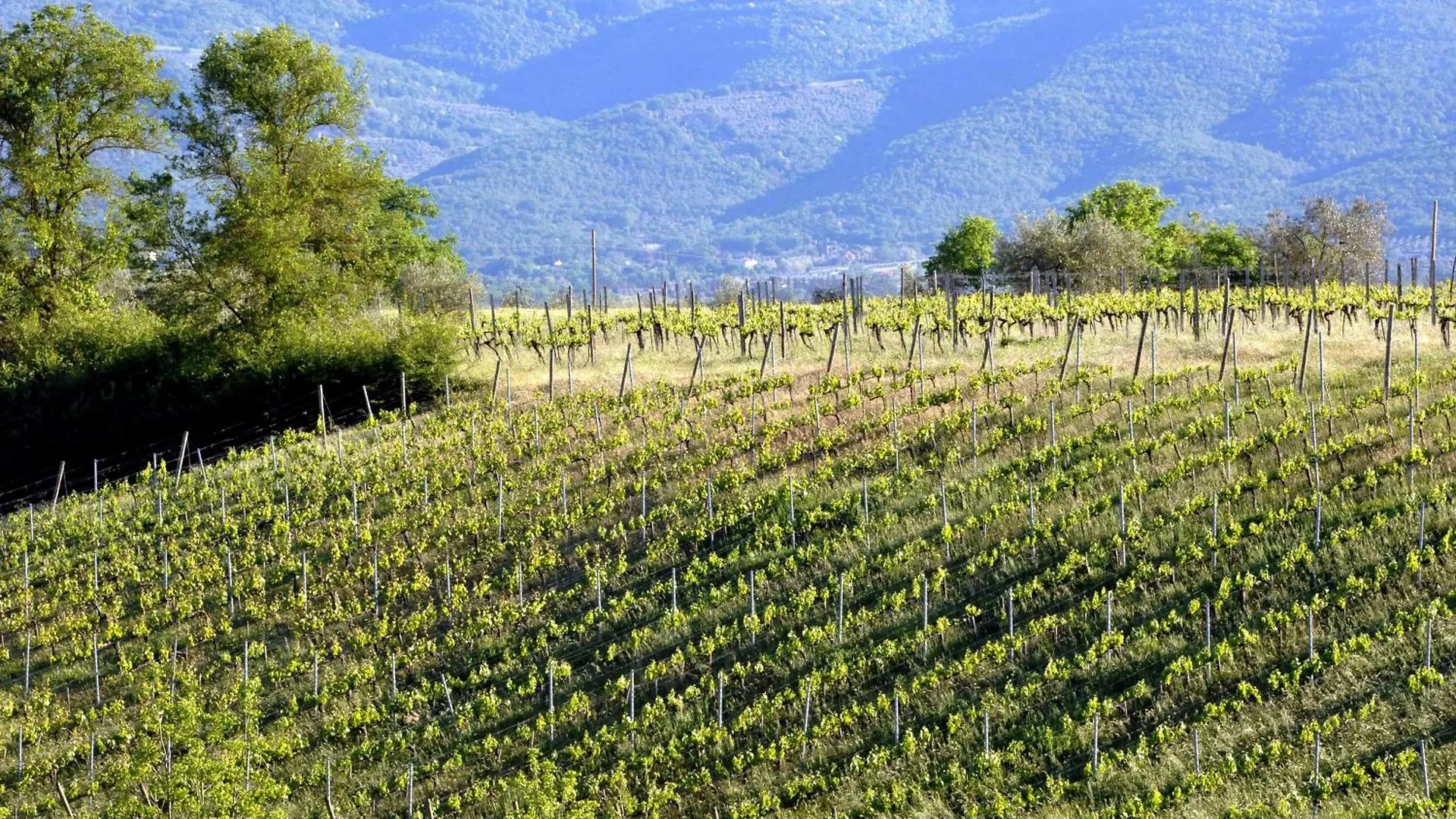 Agriturismo Il Pino - Bioagricoltura Monticello 0*,